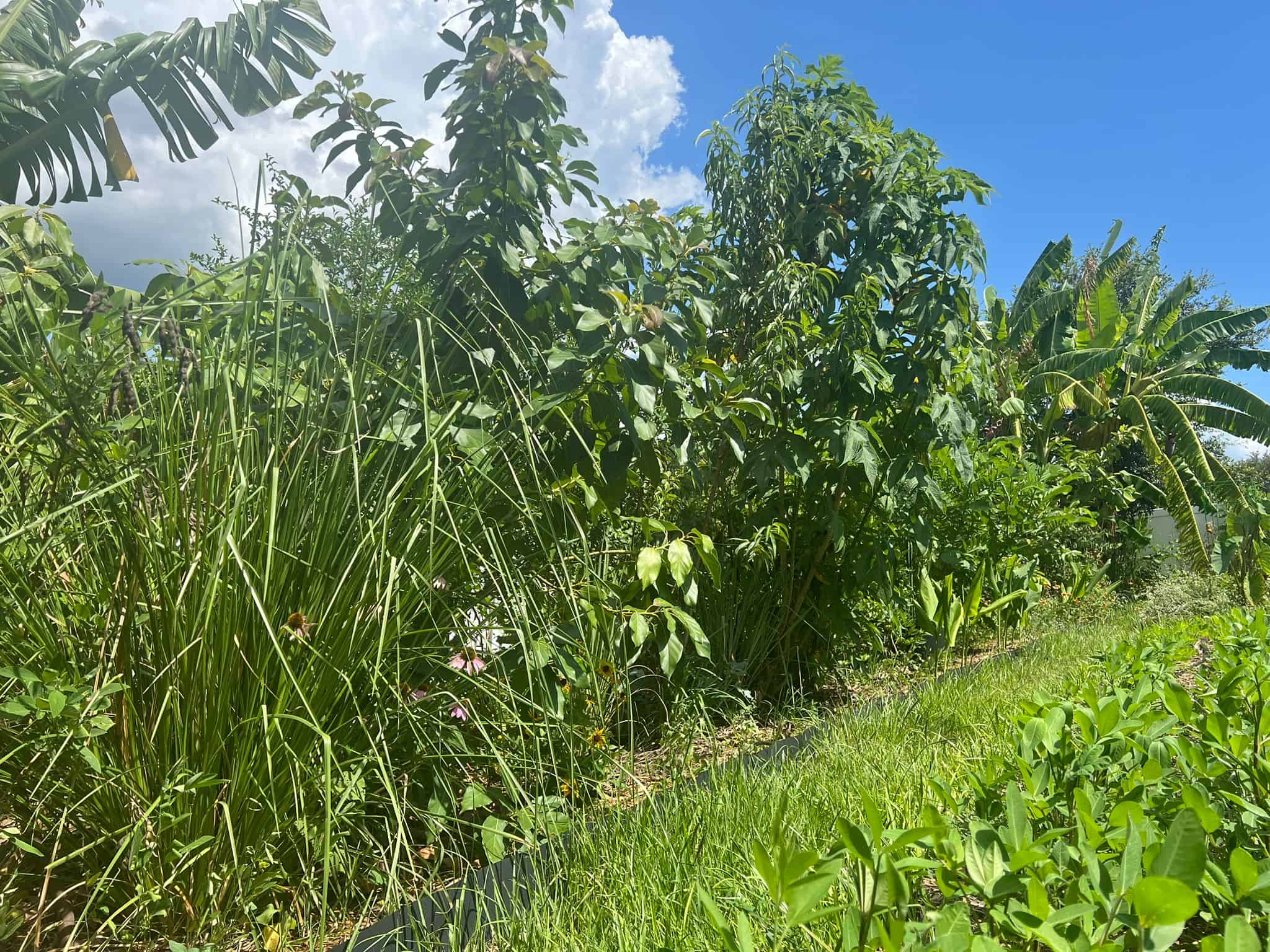 Landscape design example