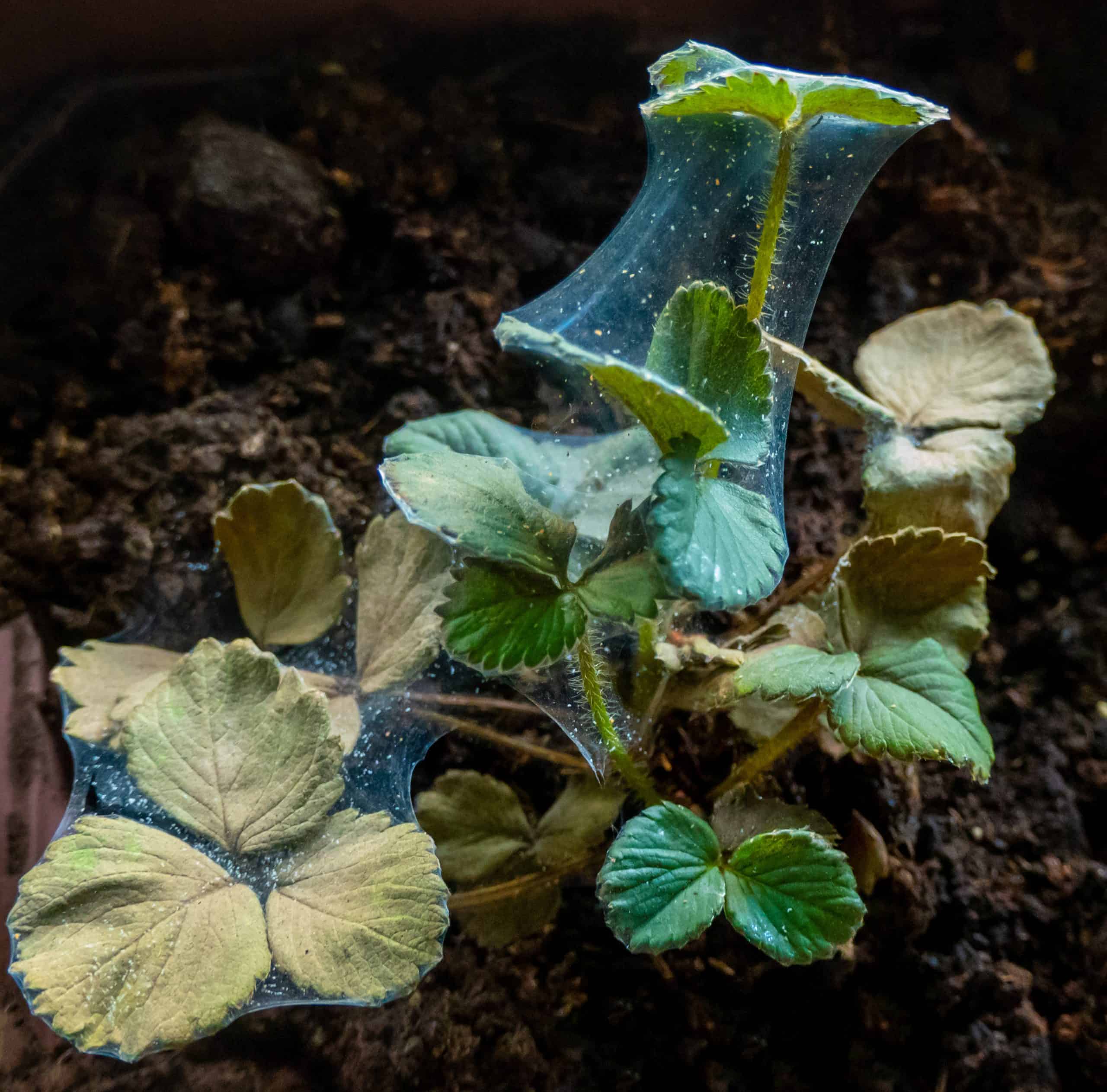 Red spider mite on strawberry
