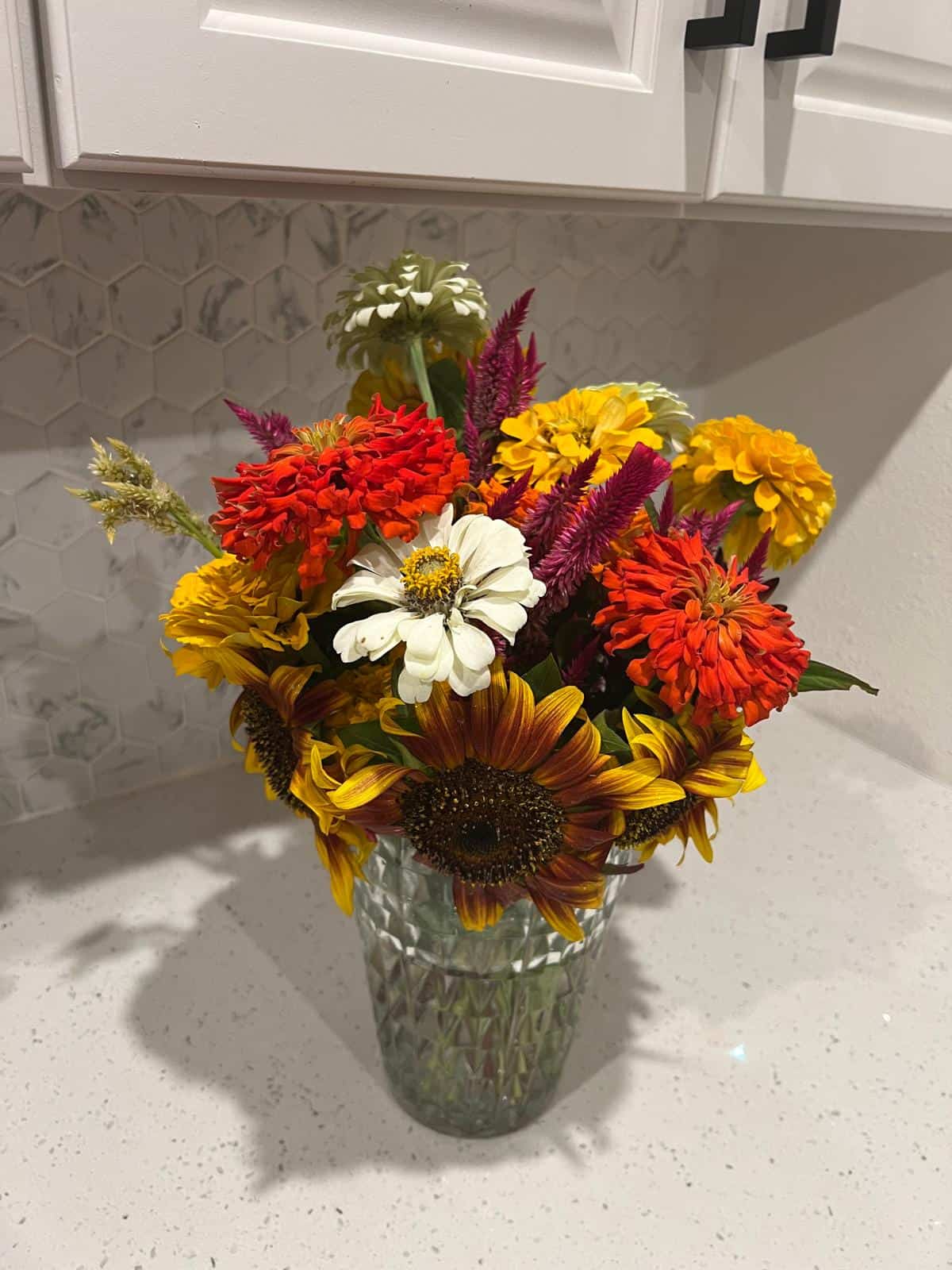 zinnias 1
