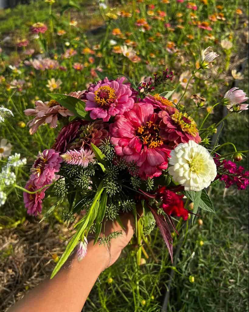 Growing Cut Flowers in Florida