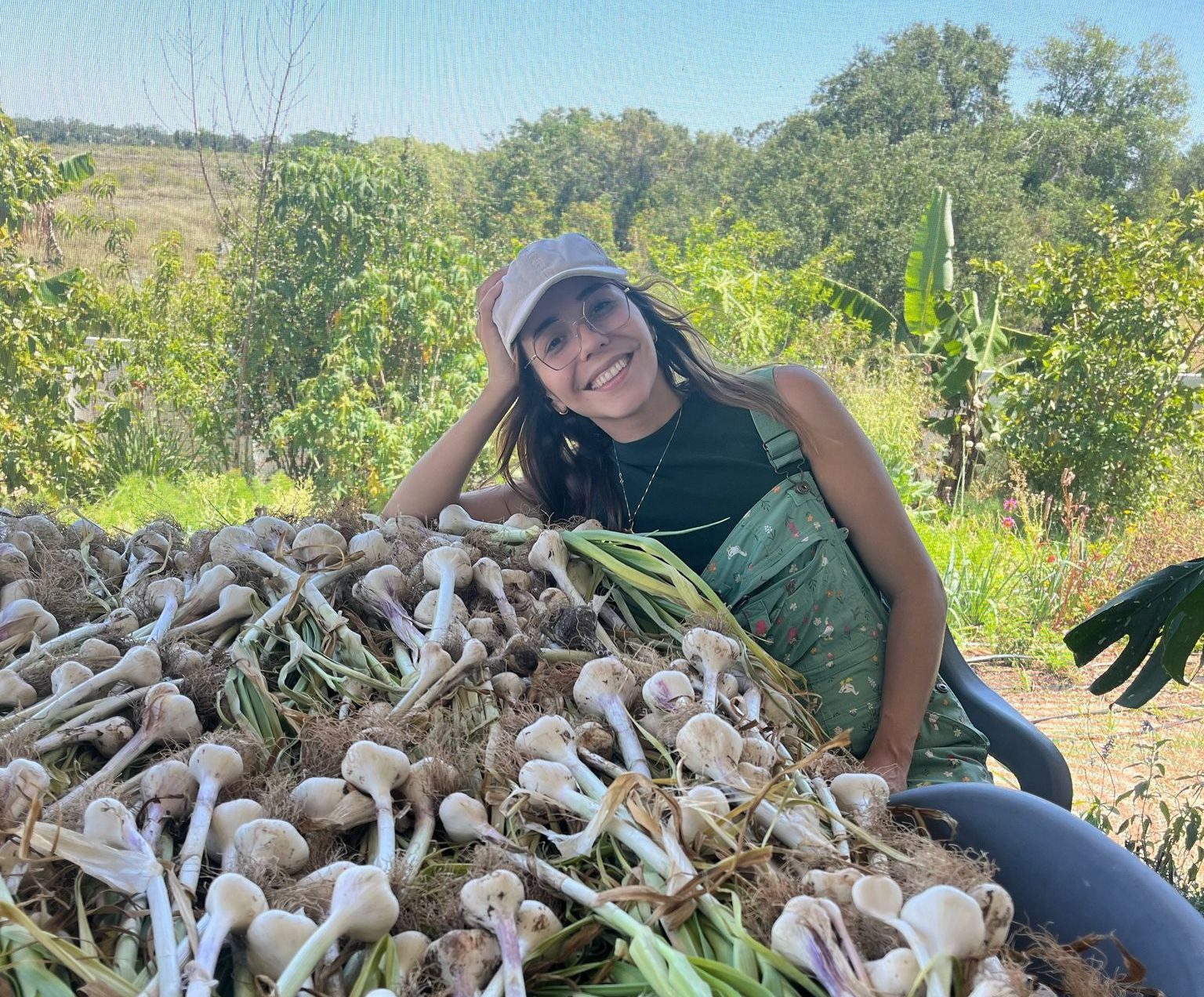 How to grow garlic in Florida